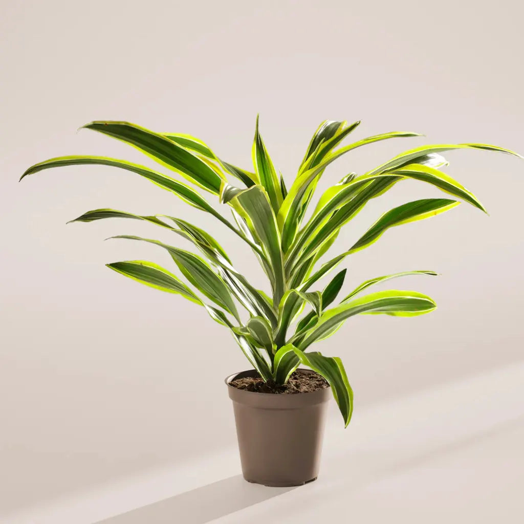 Buy Dracaena Lemon Lime "Dracaena Fragrans" - Plant Online at Lalitenterprise