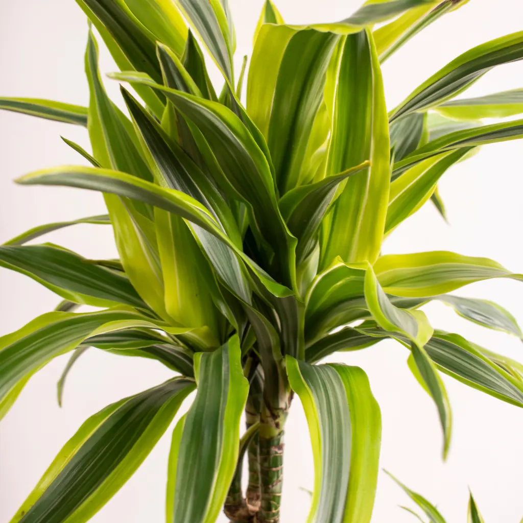 Buy Dracaena Lemon Lime "Dracaena Fragrans" - Plant Online at Lalitenterprise