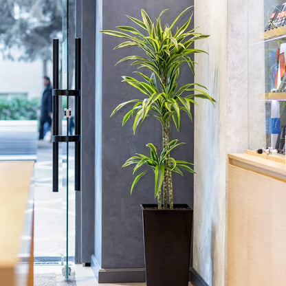 Buy Dracaena Lemon Lime "Dracaena Fragrans" - Plant Online at Lalitenterprise
