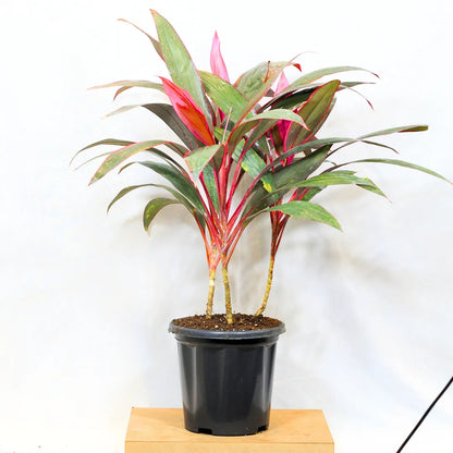 dracaena ti plant Dracaena Mahatma (Cordyline Terminalis)