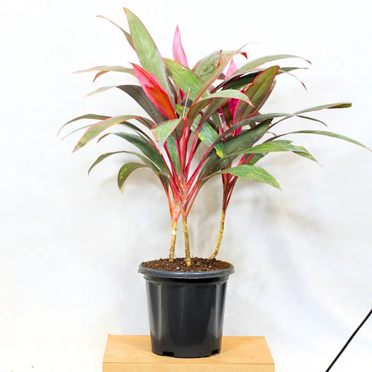 Buy Dracaena Mahatma (Cordyline Terminalis) - Plant Online at Lalitenterprise