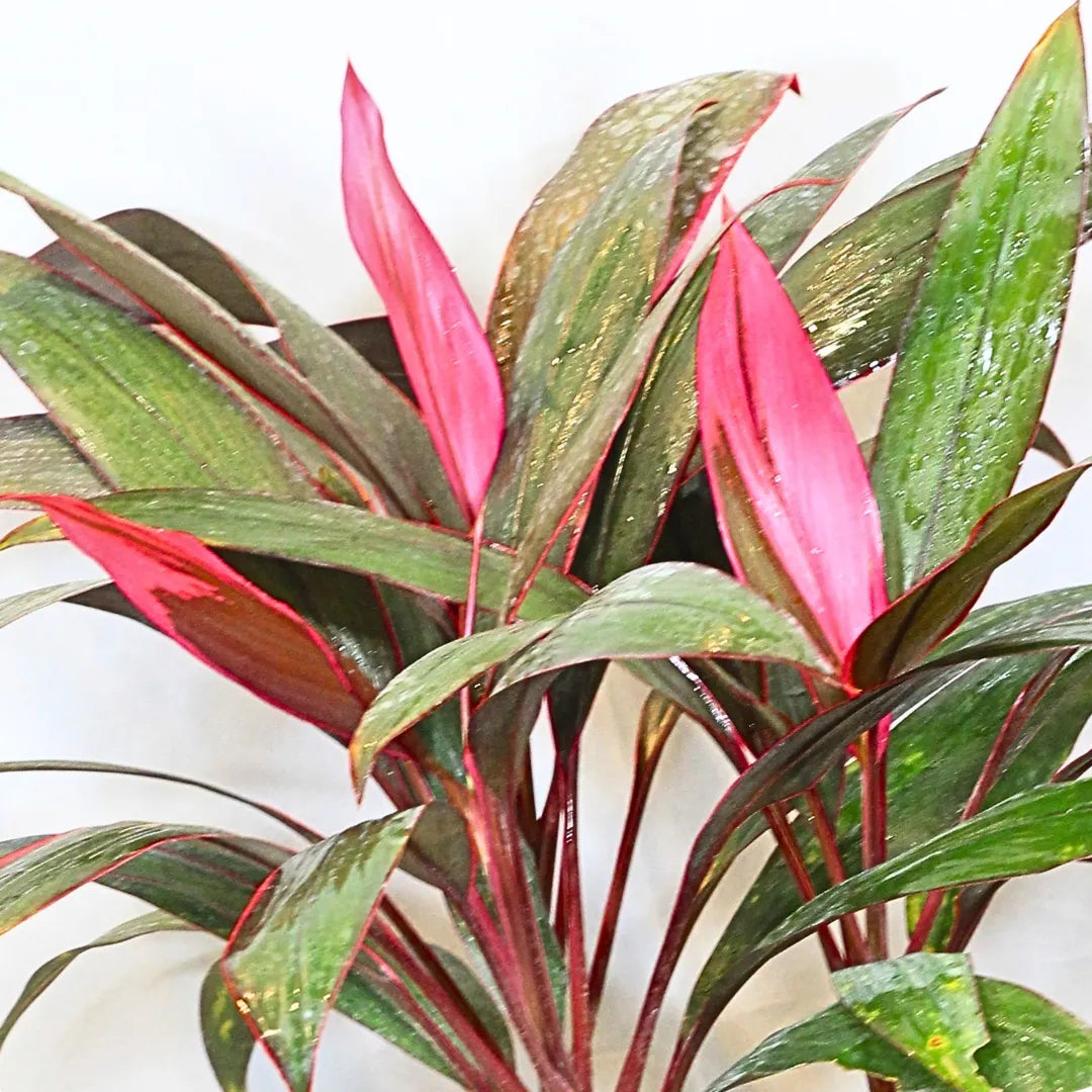 Buy Cordyline Terminalis - Plant Online at Lalitenterprise