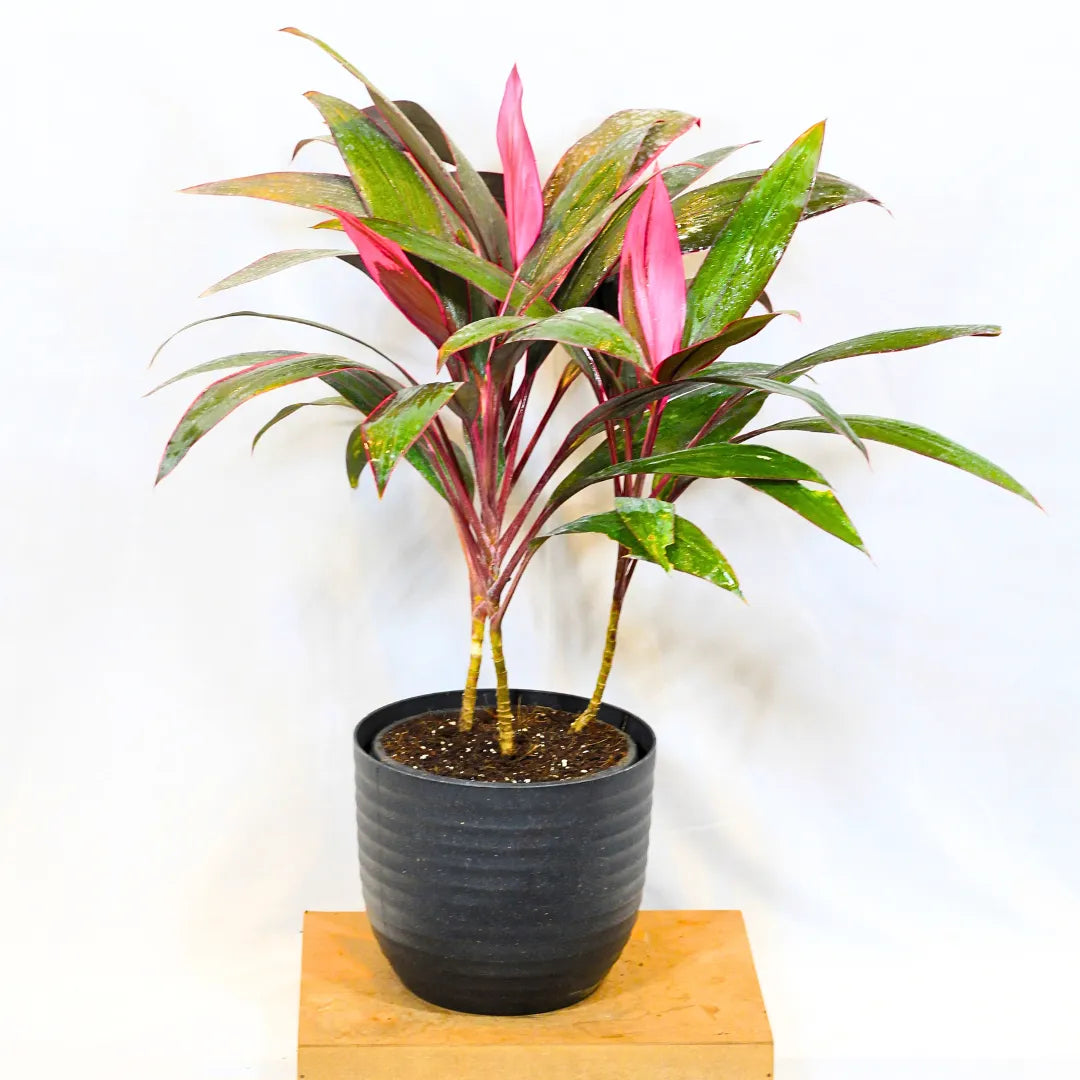 Buy Dracaena Mahatma (Cordyline Terminalis) - Plant Online at Lalitenterprise