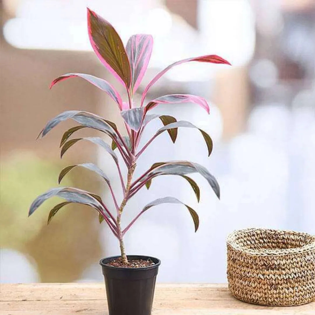 Dracaena Mahatma Plant