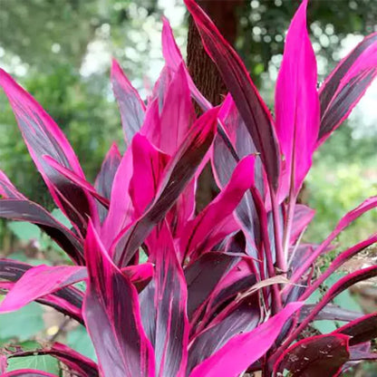 Dracaena Cordyline Terminalis 