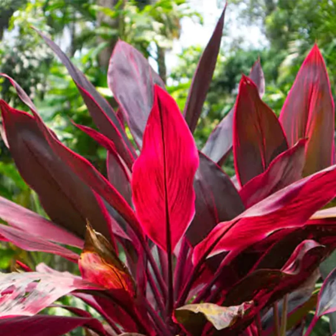 Dracaena Mahatma Foliage Plant