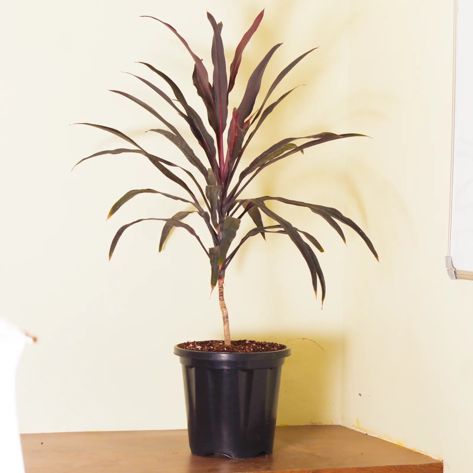 Buy Dracaena Mahatma "Thin Long Leaves" (Cordyline Terminalis) – Plant Online at Lalitenterprise