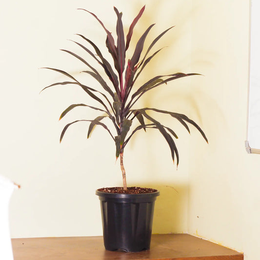 Buy Dracaena Mahatma "Thin Long Leaves" (Cordyline Terminalis) – Plant Online at Lalitenterprise