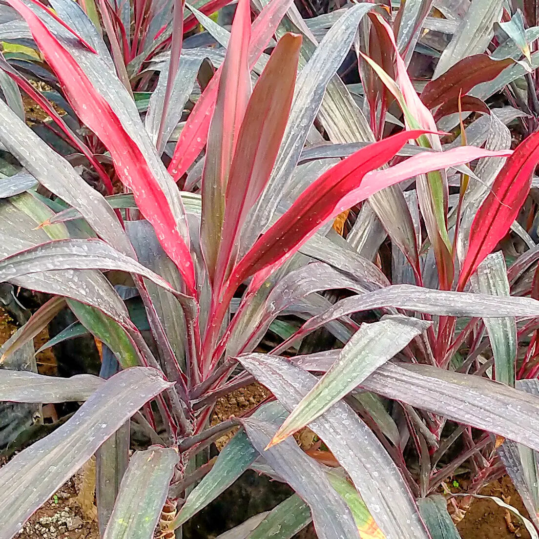 Buy Dracaena Mahatma "Thin Long Leaves" (Cordyline Terminalis) – Plant Online at Lalitenterprise