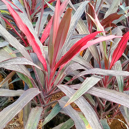 Buy Dracaena Mahatma "Thin Long Leaves" (Cordyline Terminalis) – Plant Online at Lalitenterprise