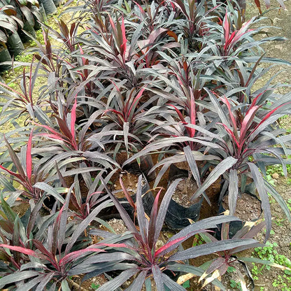 Buy Dracaena Mahatma "Thin Long Leaves" (Cordyline Terminalis) – Plant Online at Lalitenterprise