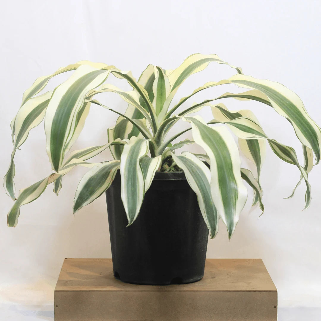 Buy Dracaena fragrans 'Victoria White' - Plant Online at Lalitenterprise