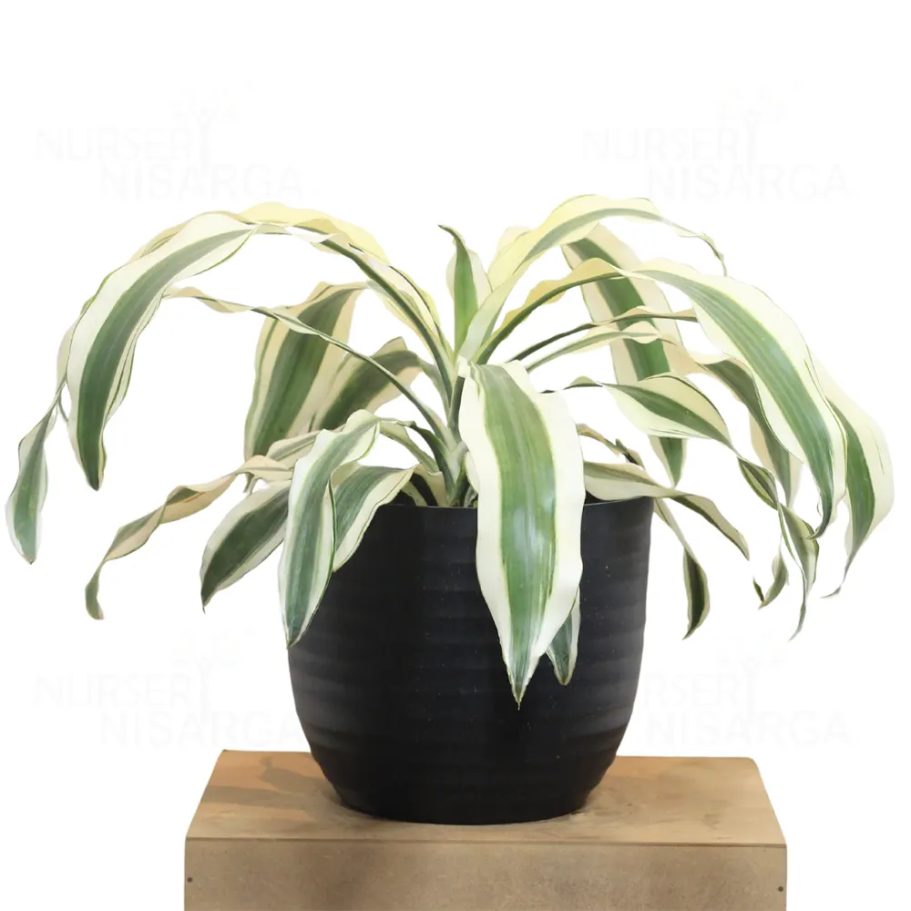 Buy Dracaena fragrans 'Victoria White' - Plant Online at Lalitenterprise