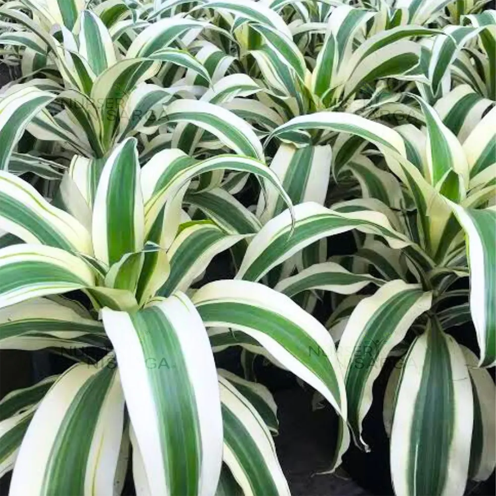 Buy Dracaena fragrans 'Victoria White' - Plant Online at Lalitenterprise