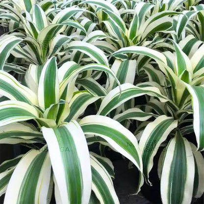 Buy Dracaena fragrans 'Victoria White' - Plant Online at Lalitenterprise