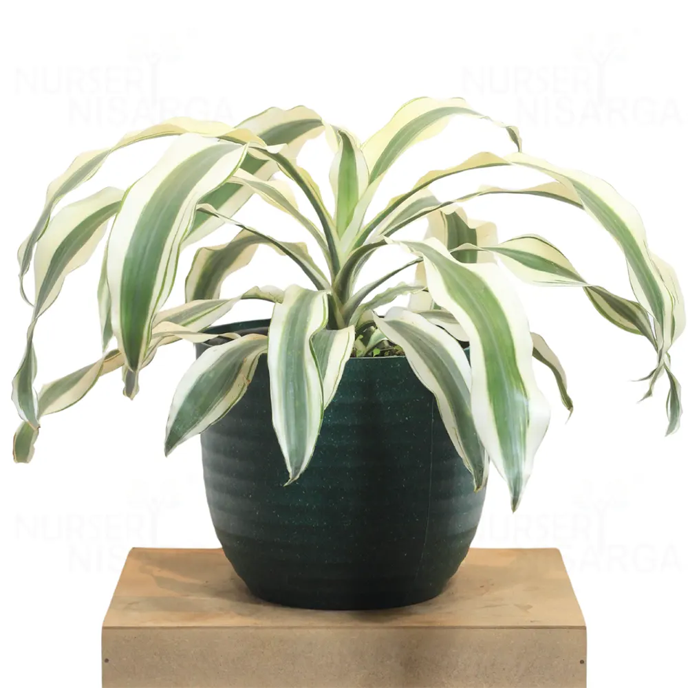 Buy Dracaena fragrans 'Victoria White' - Plant Online at Lalitenterprise