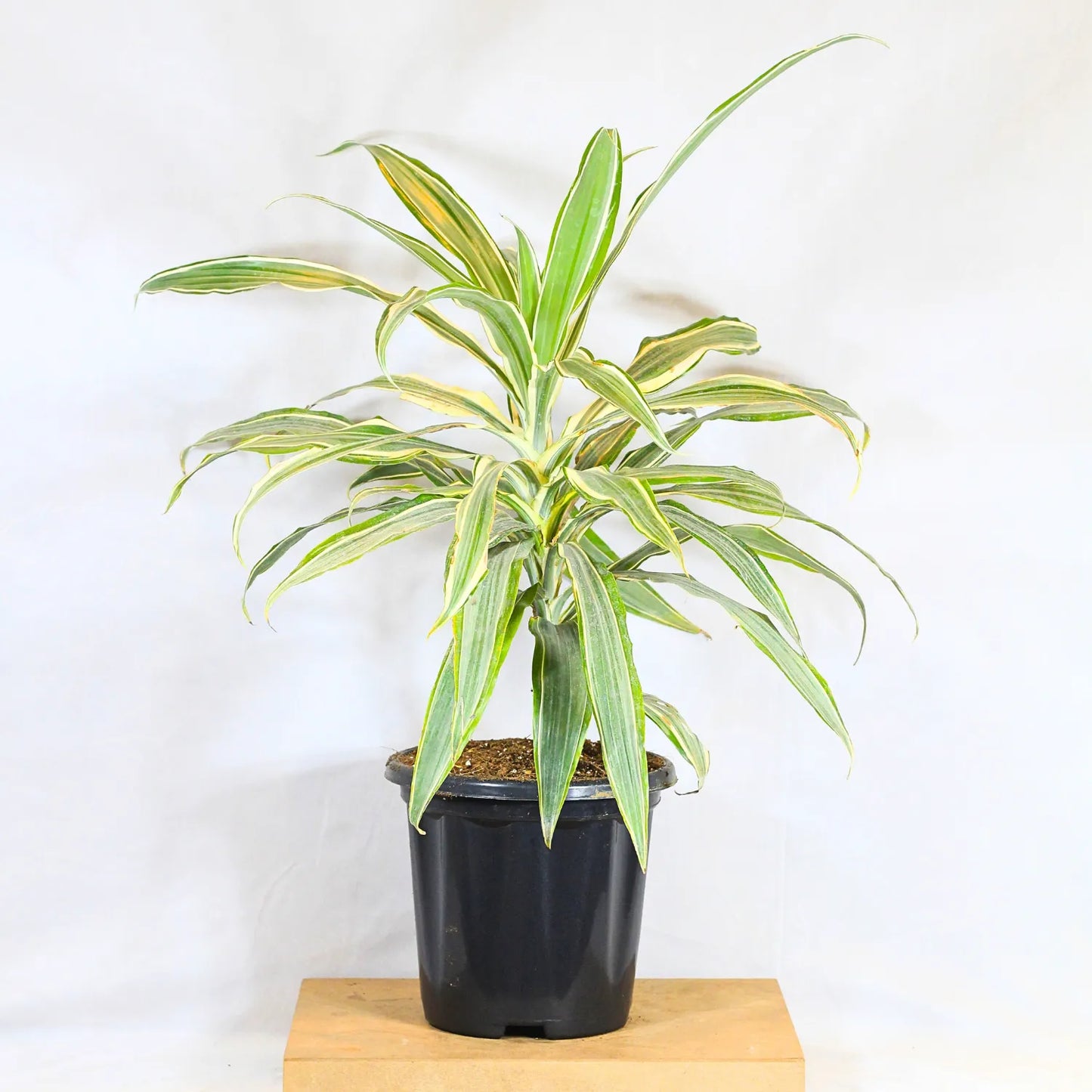 Buy Dracaena Fragrans White Jewel – Plant Online at Lalitenterprise