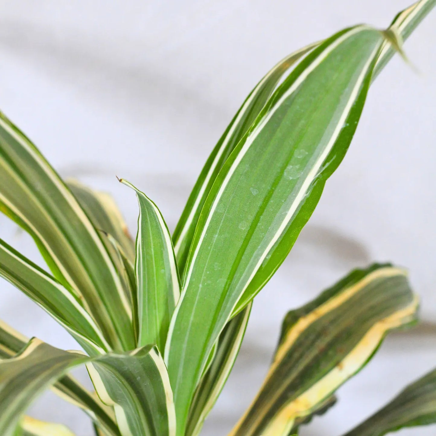 Buy Dracaena Fragrans White Jewel – Plant Online at Lalitenterprise