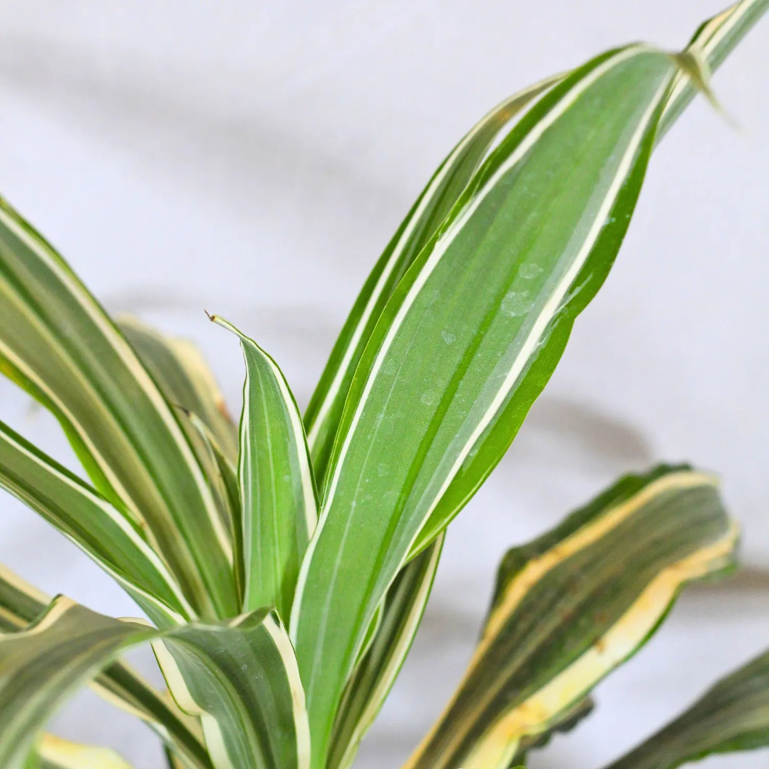 Buy Dracaena Fragrans White Jewel – Plant Online at Lalitenterprise