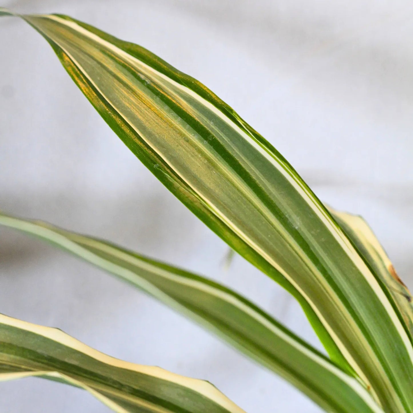 Buy Dracaena Fragrans White Jewel – Plant Online at Lalitenterprise