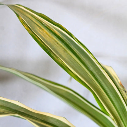 Buy Dracaena Fragrans White Jewel – Plant Online at Lalitenterprise