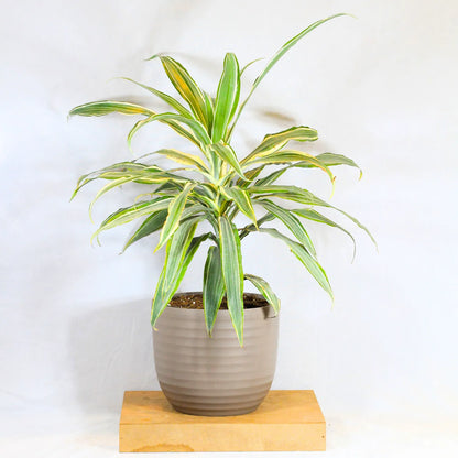 Buy Dracaena Fragrans White Jewel – Plant Online at Lalitenterprise