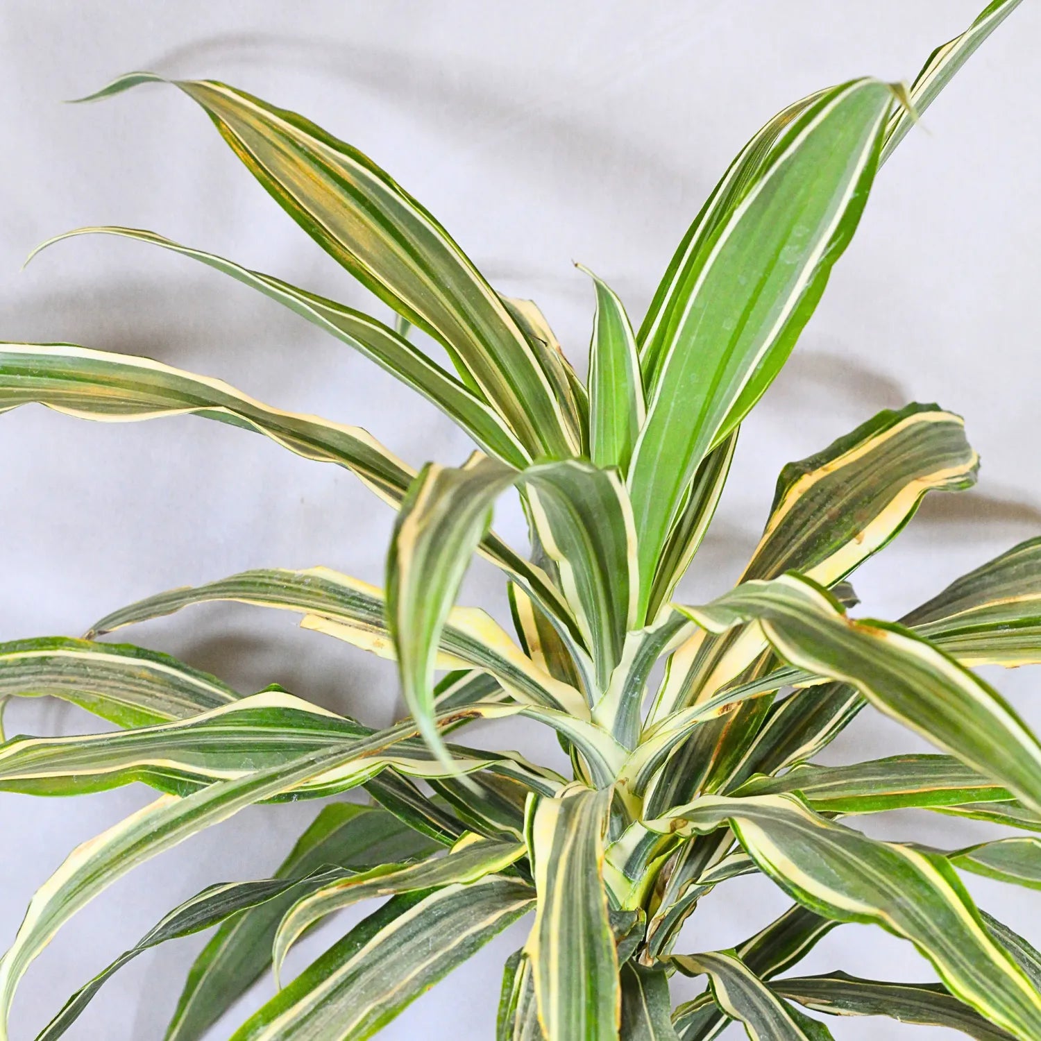 Buy Dracaena Fragrans White Jewel – Plant Online at Lalitenterprise