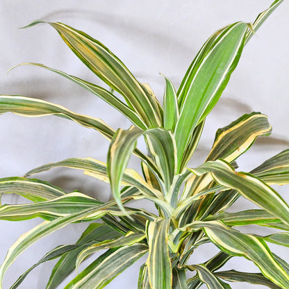 Buy Dracaena Fragrans White Jewel – Plant Online at Lalitenterprise