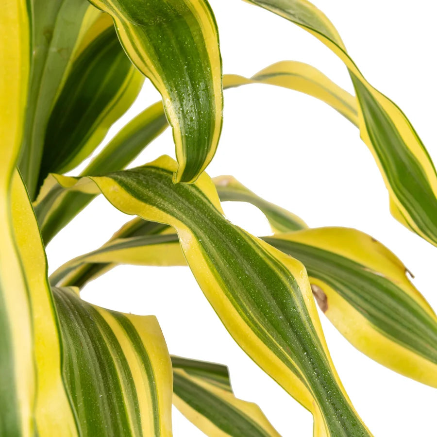 Buy Dracaena fragrans 'Victoria Yellow' - Plant Online at Lalitenterprise