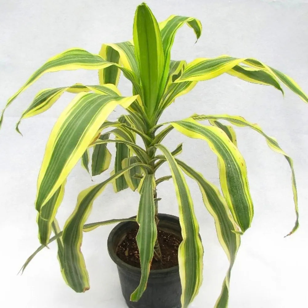 Buy Dracaena fragrans 'Victoria Yellow' - Plant Online at Lalitenterprise