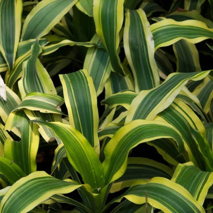 Buy Dracaena fragrans 'Victoria Yellow' - Plant Online at Lalitenterprise