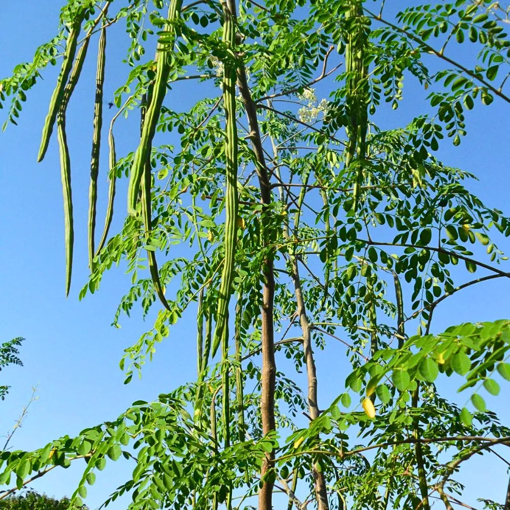 Buy Drumstick "PKM-2" (Moringa Oleifera), Sehjan - Plant Online at Lalitenterprise