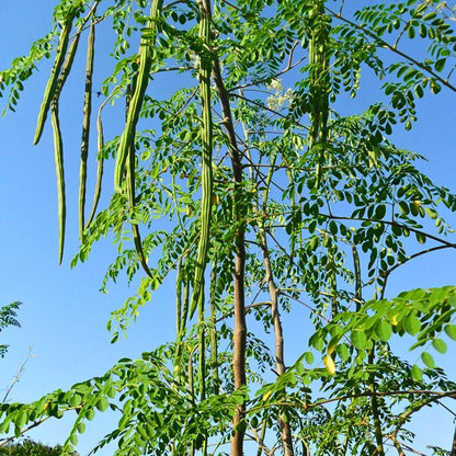 Buy Drumstick "PKM-2" (Moringa Oleifera), Sehjan - Plant Online at Lalitenterprise