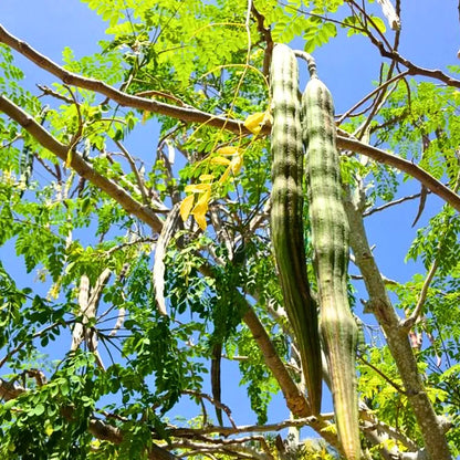 Buy Drumstick "PKM-2" (Moringa Oleifera), Sehjan - Plant Online at Lalitenterprise