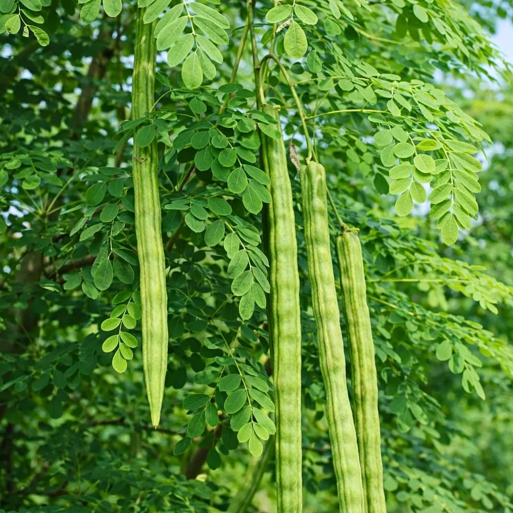 Buy Drumstick "PKM-2" (Moringa Oleifera), Sehjan - Plant Online at Lalitenterprise