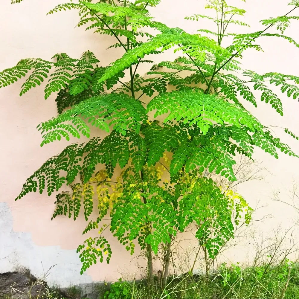 Buy Drumstick "PKM-2" (Moringa Oleifera), Sehjan - Plant Online at Lalitenterprise