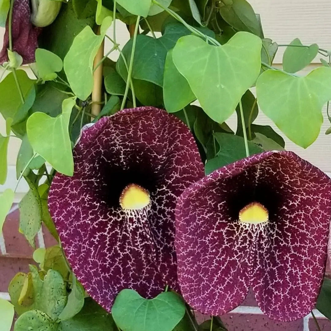 Buy Dutchman’s Pipe Flowering vine (Aristolochia macrophylla) Duck vine - Plant Online at Lalitenterprise