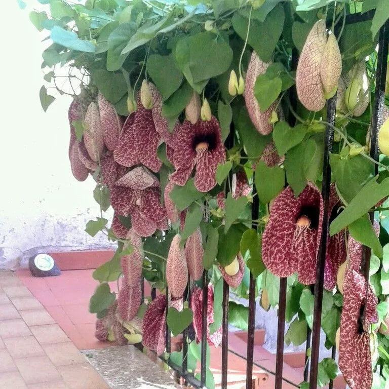 Buy Dutchman’s Pipe Flowering vine (Aristolochia macrophylla) Duck vine - Plant Online at Lalitenterprise