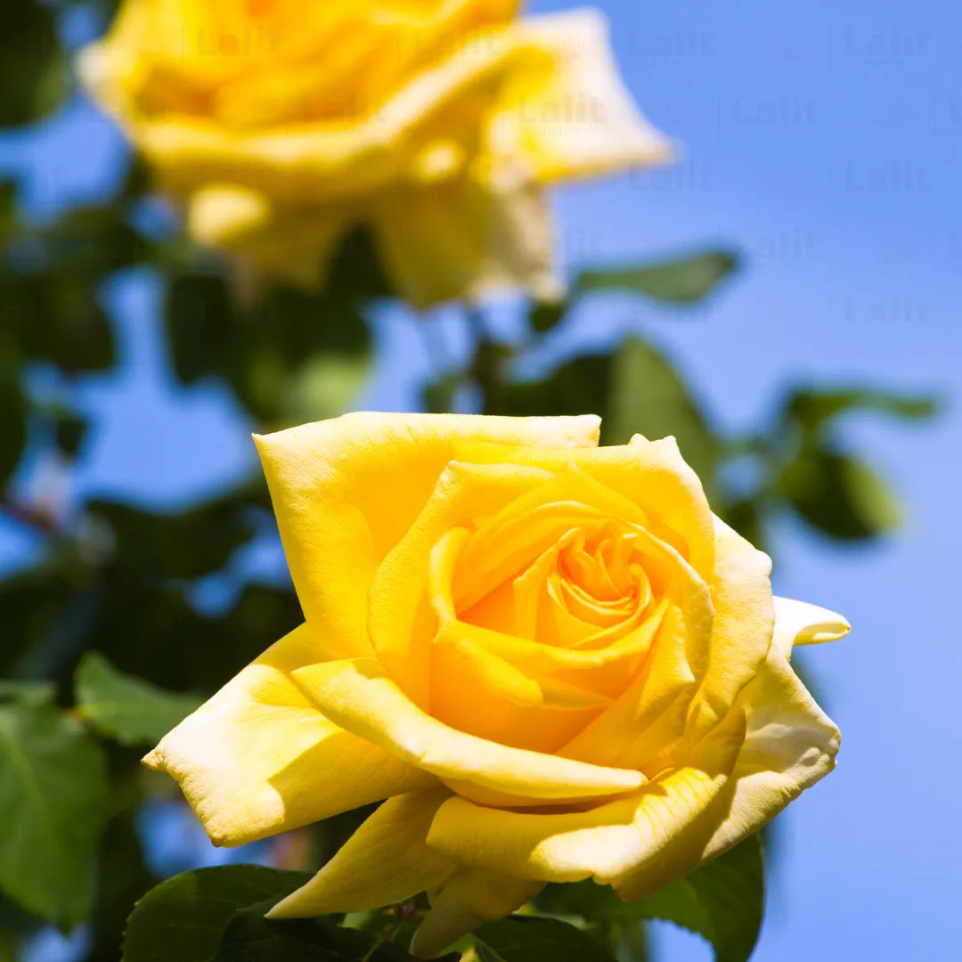 Buy Dutch Rose "Yellow" - Plant Online at Lalitenterprise