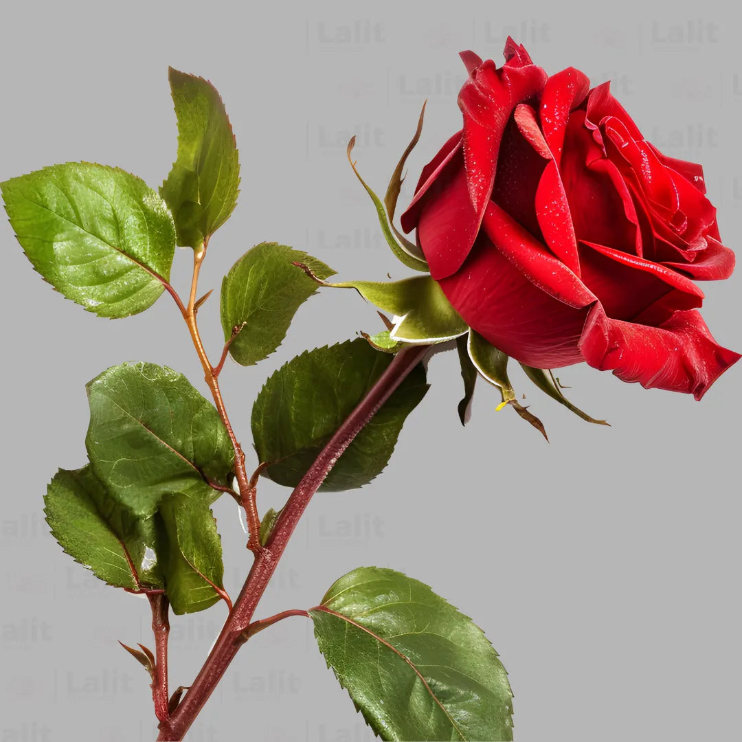 Buy Dutch Rose "Red" - Plant Online at Lalitenterprise