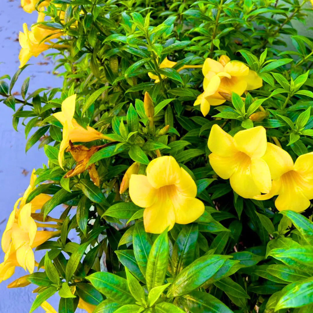 Buy Dwarf Allamanda "yellow" Bush (Pentalinon Luteum) – Plant Online at Lalitenterprise
