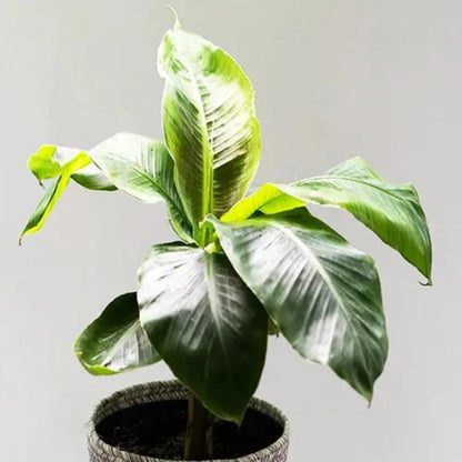 Buy Dwarf Banana (Musa Acuminata) - Plant Online at Lalitenterprise