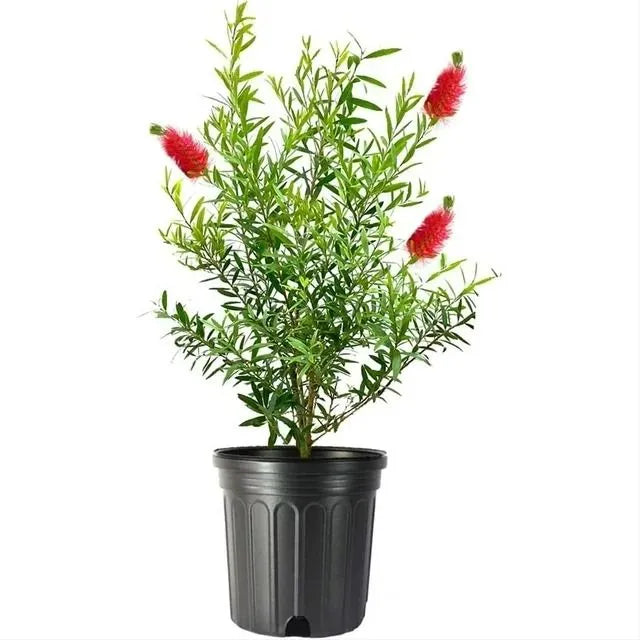 Buy Bottle Brush Dwarf (Callistemon Viminalis) 'Little John' - Plant Online at Lalitenterprise