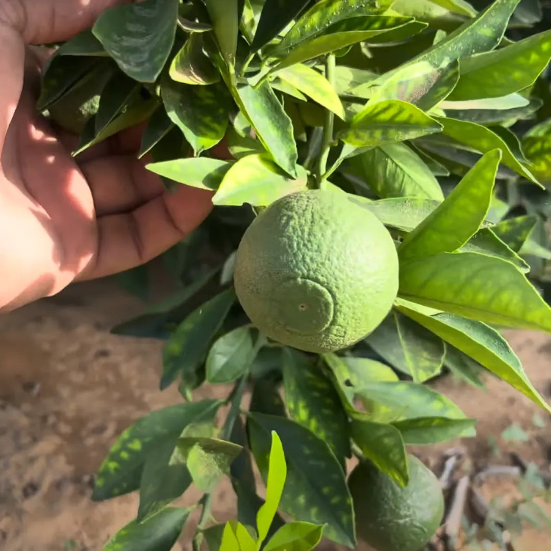 Buy Chinese Mosambi Dwarf (Citrus Limetta) - Plant Online at Lalitenterprise
