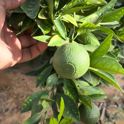 Buy Chinese Mosambi Dwarf (Citrus Limetta) - Plant Online at Lalitenterprise