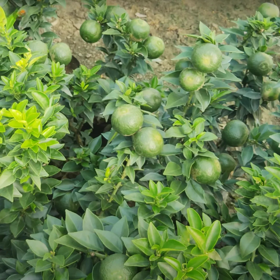 Buy Chinese Mosambi Dwarf (Citrus Limetta) - Plant Online at Lalitenterprise 