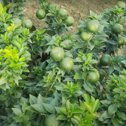 Buy Chinese Mosambi Dwarf (Citrus Limetta) - Plant Online at Lalitenterprise 