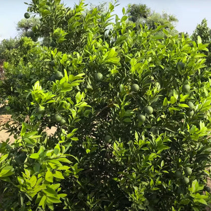 Buy Chinese Mosambi Dwarf (Citrus Limetta) - Plant Online at Lalitenterprise 