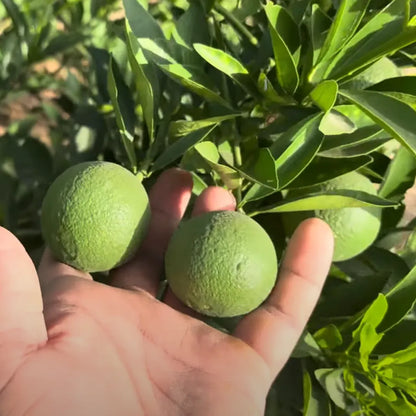 Buy Chinese Mosambi Dwarf (Citrus Limetta) - Plant Online at Lalitenterprise