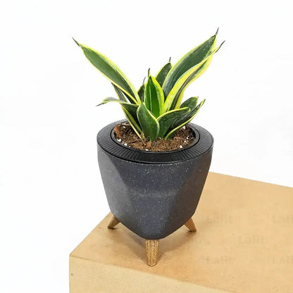 Buy Golden Hahnii Sansevieria "Golden Snake" - Plant Online at Lalitenterprise